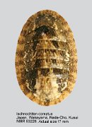Ischnochiton comptus (2)